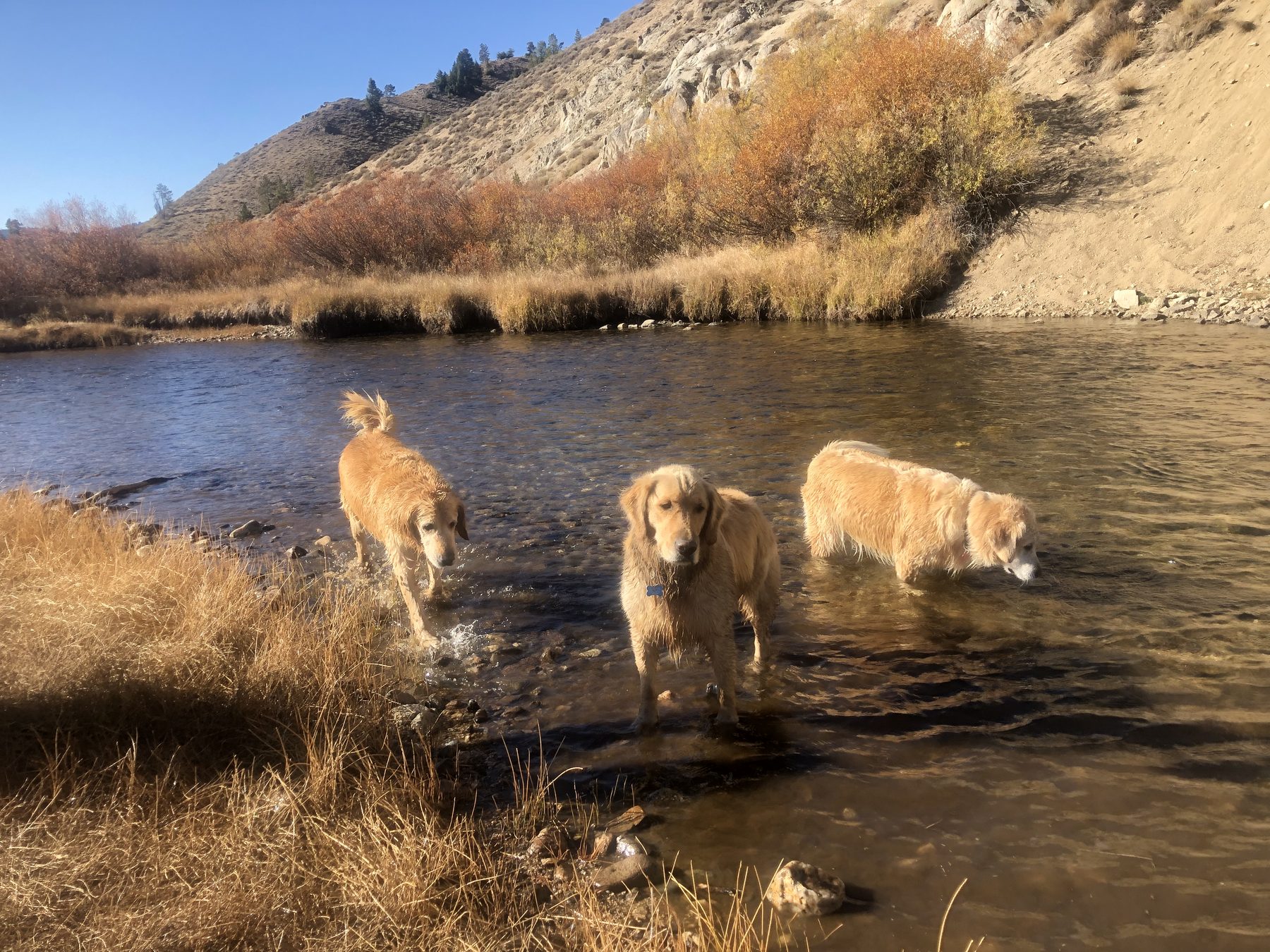 Golden Retrievers wading in an Idaho river