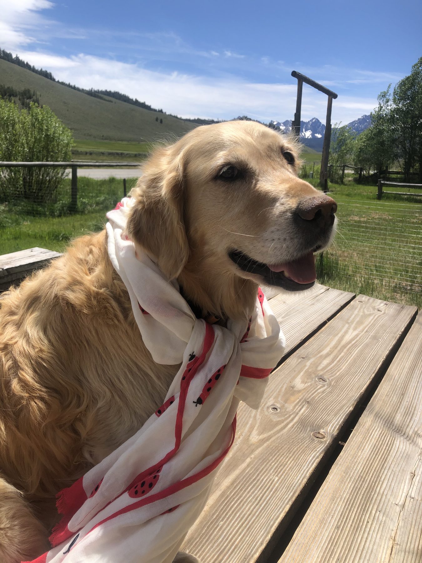 IDGRR Golden Retrievers