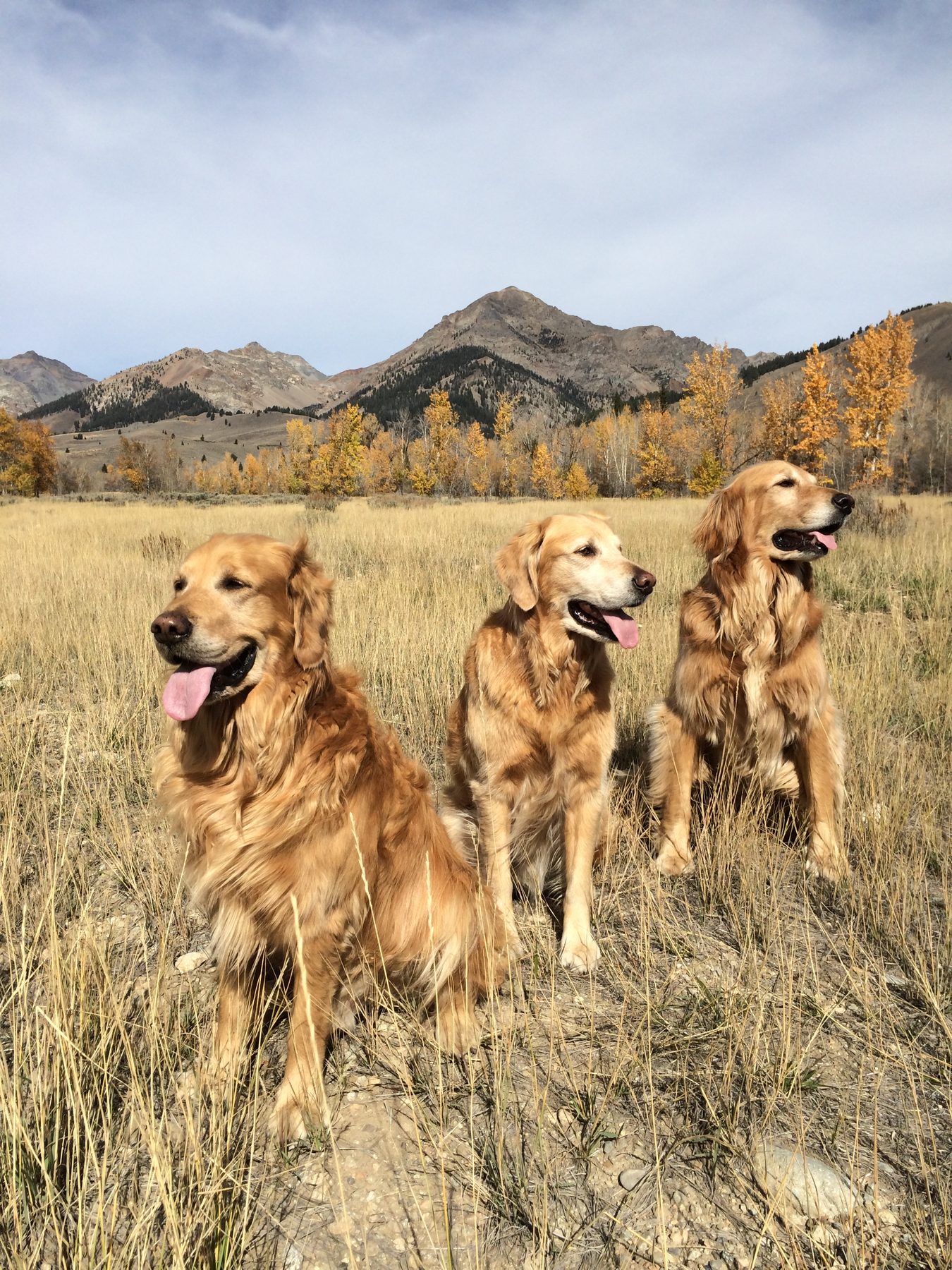 Idaho Golden Retriever Rescue