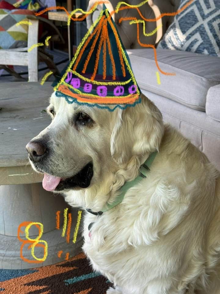 Idaho Golden Retriever Rescue
