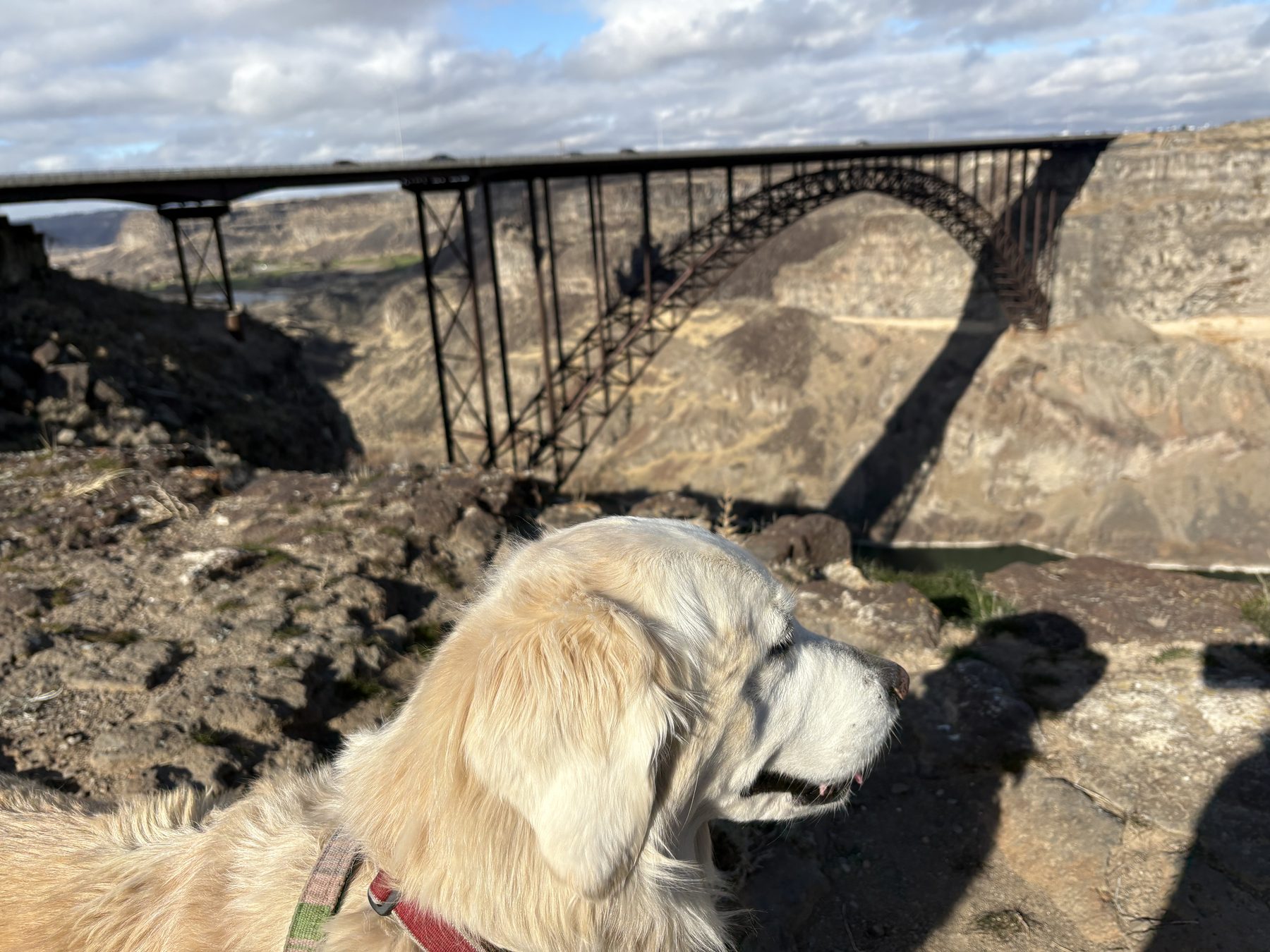 Idaho Golden Retriever Rescue