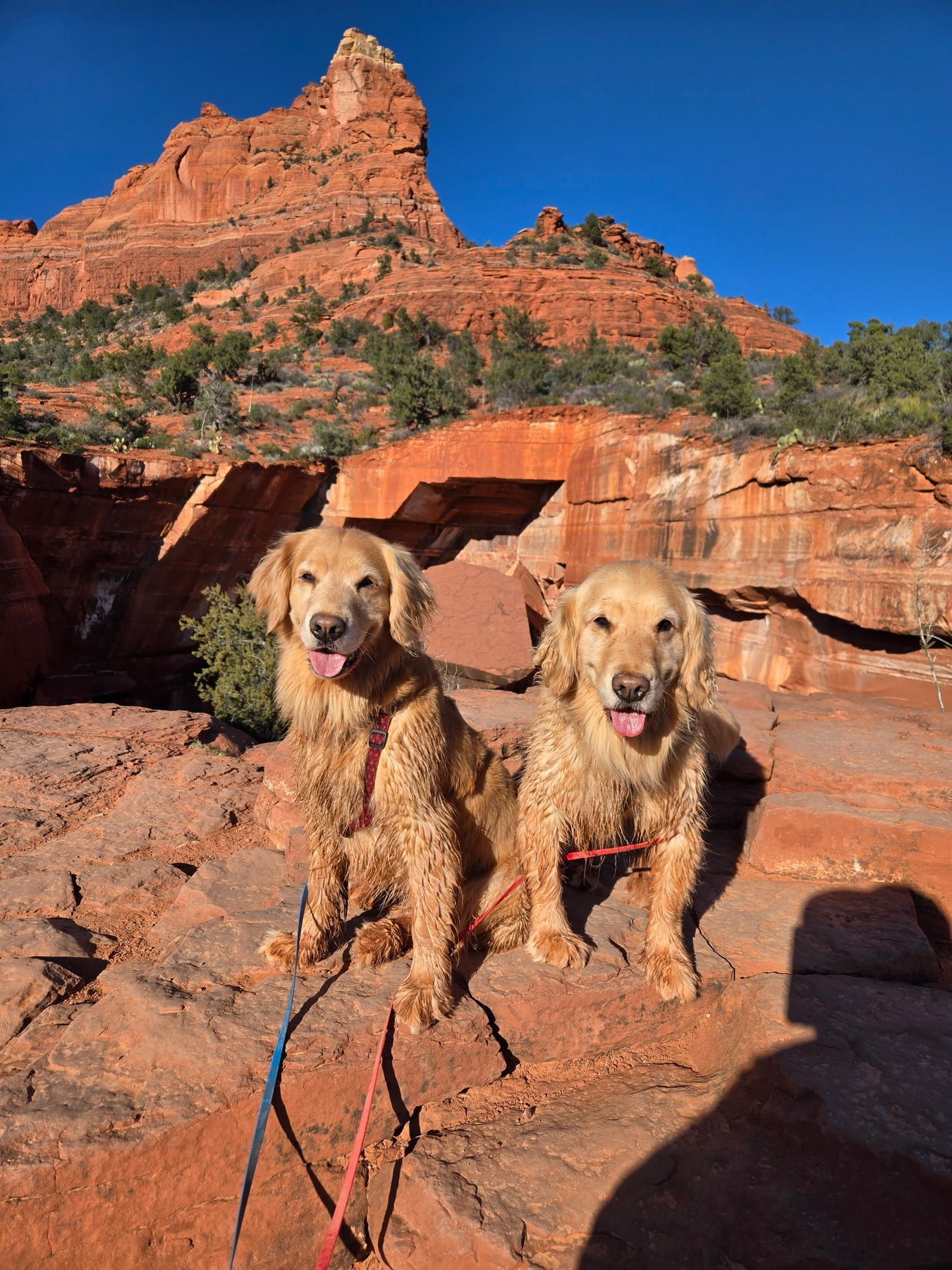 Idaho Golden Retriever Rescue