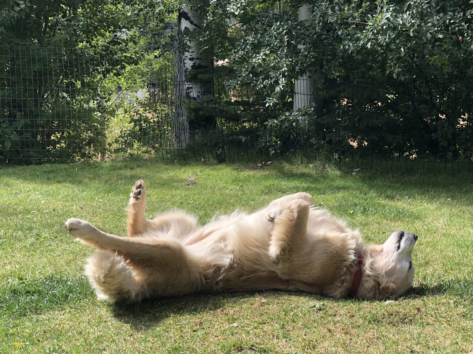 Golden Retriever rolling in the grass