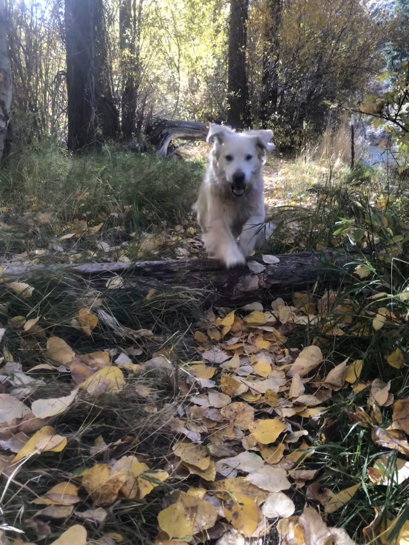 Golden Retriever in the leaves
