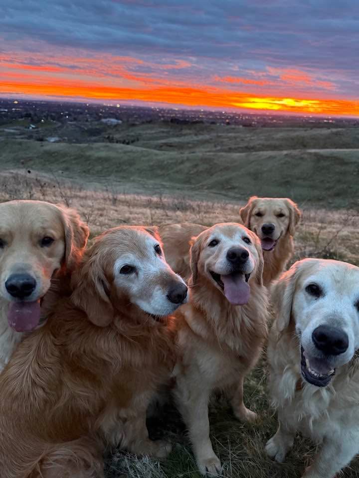 Idaho Golden Retriever Rescue member