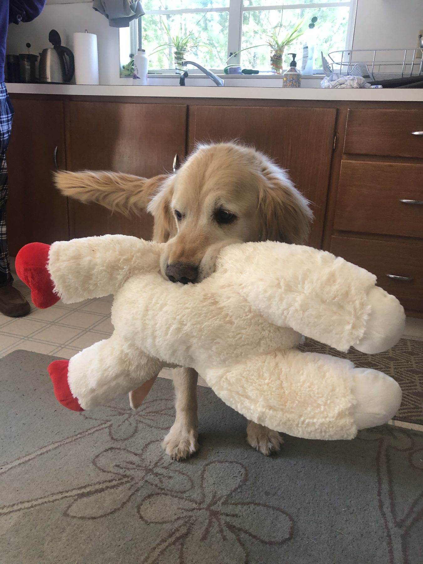 Golden Retriever puppy at home