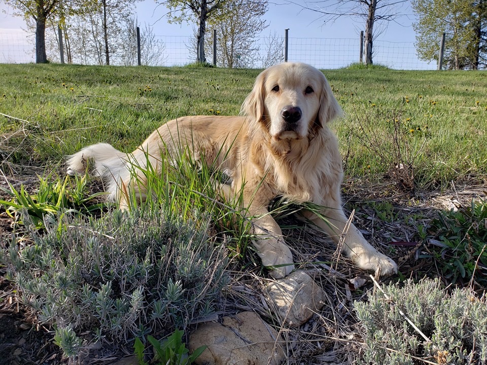 Golden Retriever resting in the grass