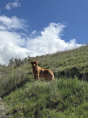 Jasper