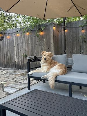 Buddy