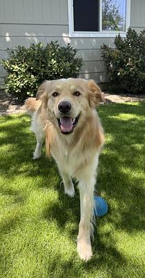 Buddy