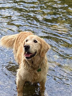 Finn