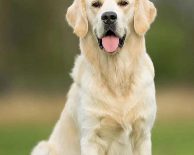 Ninetofive, a rescue dog through IDGRR