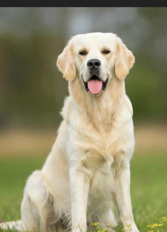 Ninetofive, a rescue dog through IDGRR