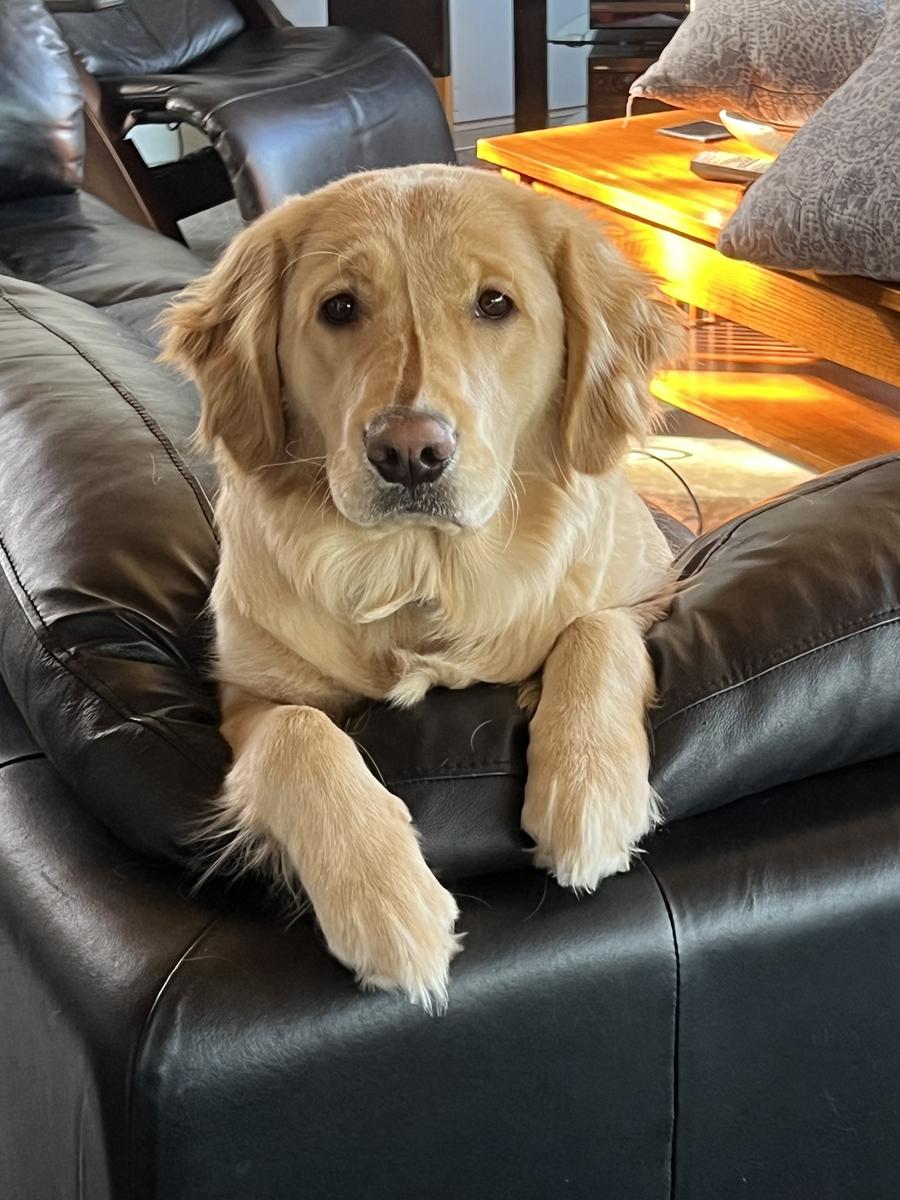 Kenai, a rescue dog through IDGRR