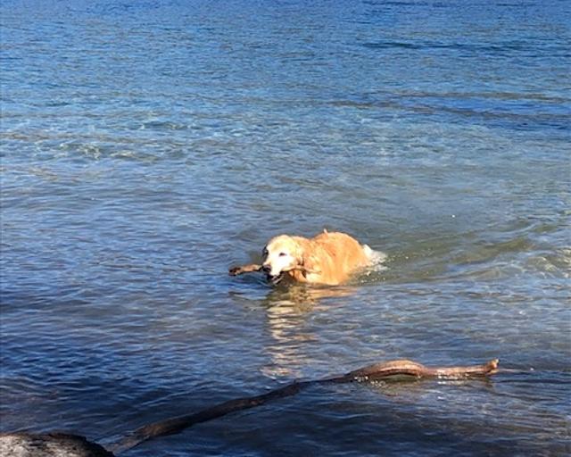 Hammerhead, a rescue dog through IDGRR
