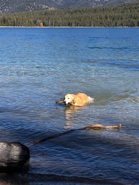 Hammerhead, a rescue dog through IDGRR