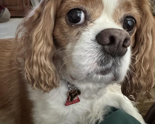Bailey, a rescue dog through IDGRR