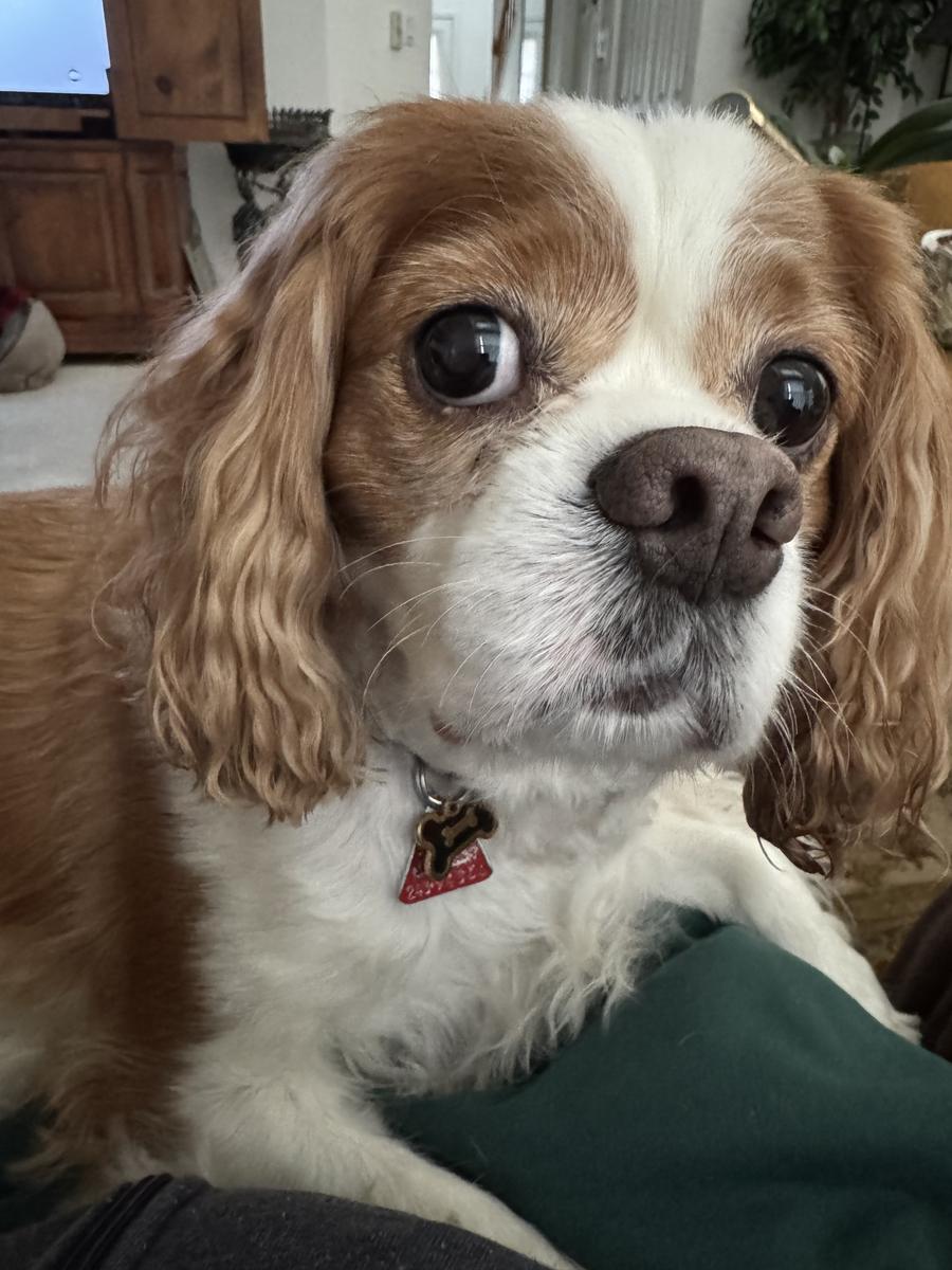 Bailey, a rescue dog through IDGRR